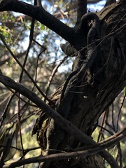 Muellerina eucalyptoides