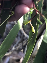 Muellerina eucalyptoides