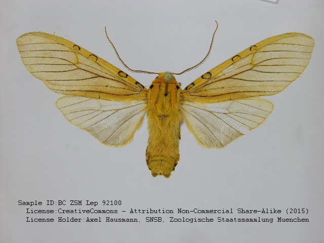 Halysidota witti