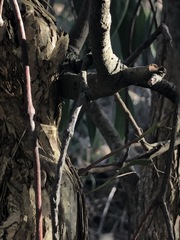 Muellerina eucalyptoides