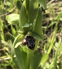 Ophrys umbilicata
