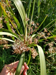 Cyperus textilis