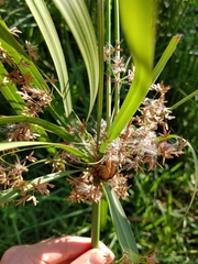 Cyperus textilis