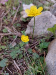 Ranunculus ollissiponensis