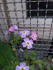 Malcolmia maritima