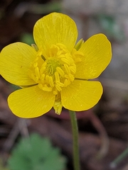 Ranunculus ollissiponensis