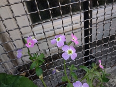 Malcolmia maritima