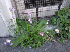 Malcolmia maritima