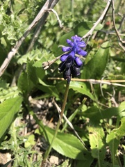 Muscari pulchellum