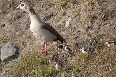 Alopochen aegyptiaca