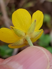 Ranunculus ollissiponensis