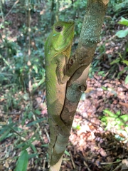 Lyriocephalus scutatus