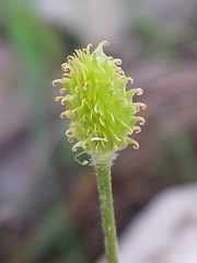 Ranunculus ollissiponensis