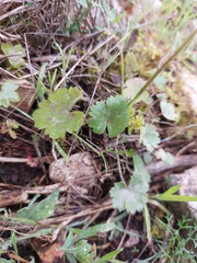 Ranunculus ollissiponensis