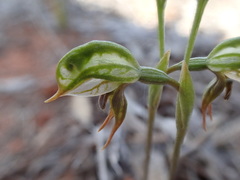 Pterostylis pusilla