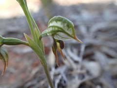 Pterostylis pusilla