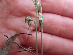 Pterostylis pusilla