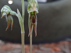 Pterostylis pusilla