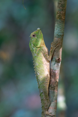 Lyriocephalus scutatus