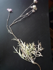 Jurinea salicifolia