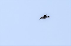 Bucephala clangula clangula