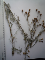 Centaurea besseriana