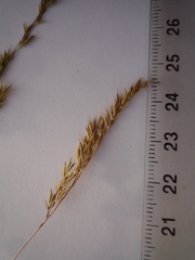 Festuca rupicola