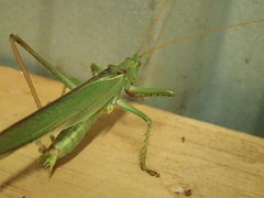 Terpandrus