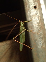 Terpandrus