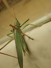 Terpandrus