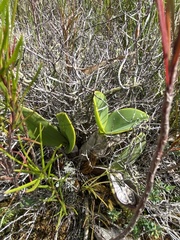 Dendrobium speciosum speciosum