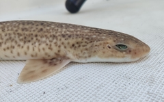Scyliorhinus duhamelii