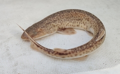 Scyliorhinus duhamelii