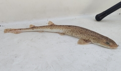Scyliorhinus duhamelii