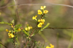 Dillwynia floribunda