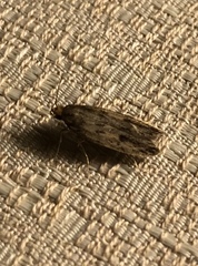 Hofmannophila pseudospretella