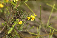 Dillwynia floribunda