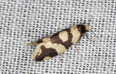 Lepidoscia dicranota
