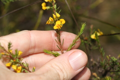 Dillwynia floribunda