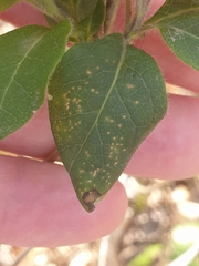 Phyllonorycter trifasciella