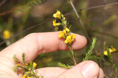 Image of Dillwynia floribunda by (c) Greg Tasney, some rights reserved (CC BY-SA)