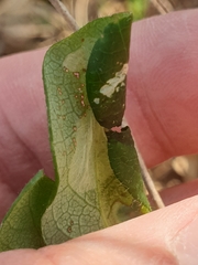Phyllonorycter trifasciella