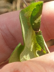 Phyllonorycter trifasciella