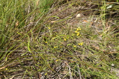 Dillwynia floribunda