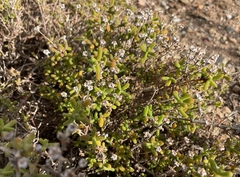 Drosanthemum barkerae