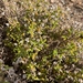 Drosanthemum barkerae - Photo (c) markberry, algunos derechos reservados (CC BY-NC), subido por markberry