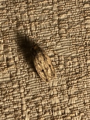 Hofmannophila pseudospretella