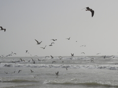 Chroicocephalus cirrocephalus