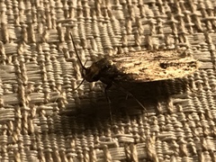 Hofmannophila pseudospretella