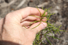 Zieria laxiflora